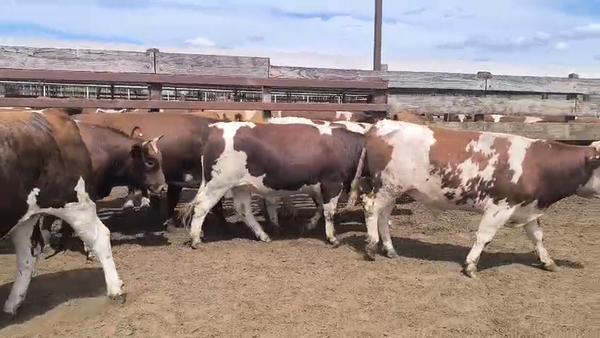 Lote 20 Novillo Gordo en Los Ángeles, VIII Región Biobío