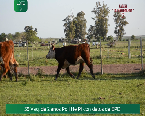 Lote 5 VAQUILLONAS POLLED HEREFORD PEDIGREE