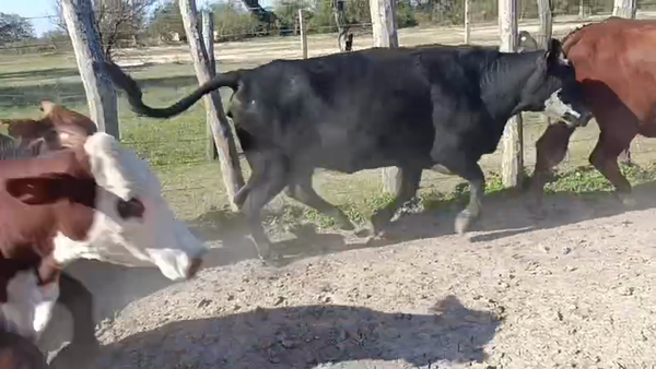 Lote 35 Vacas