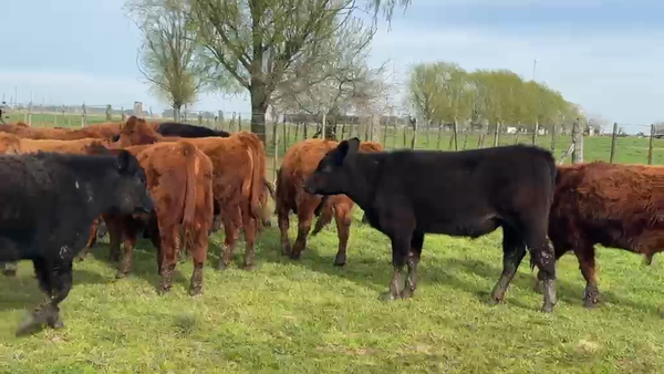Lote 51 Terneros