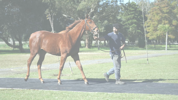 Lote LA VALLEJOS (COSMIC TRIGGER -  INDIANA PACER)