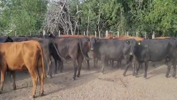 Lote 33 Vacas usadas preñadas en Brandsen, Buenos Aires