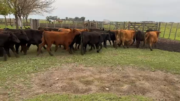 Lote 80 Terneras en Azul