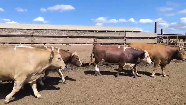 Lote 20 Novillo Gordo en Los Ángeles, VIII Región Biobío