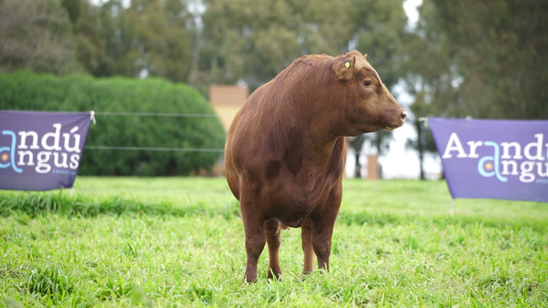 Lote Toros PC Colorado