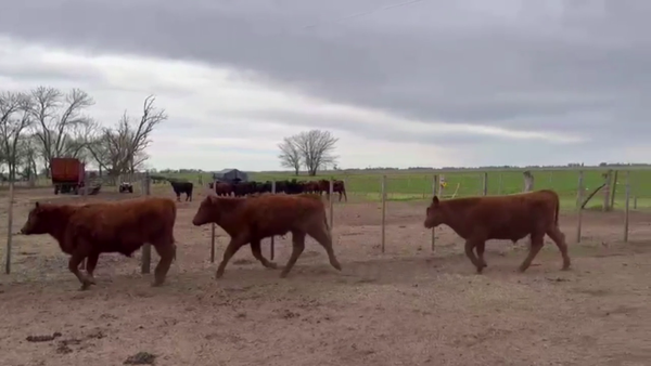 Lote 25 TERNS MACHOS, CARLOS CASARES, PCIA. DE BS. AS.