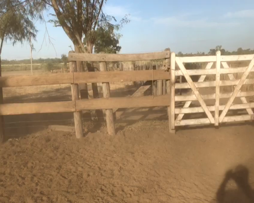 Lote 80 Terneros/as en Tres Isletas, Chaco