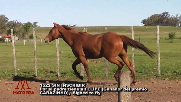 Lote POTRO DE CARRERA 1522 SIN INSCRIBIR