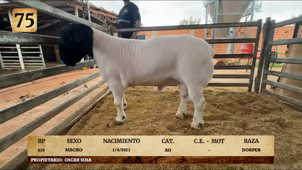 Lote LOTE 75