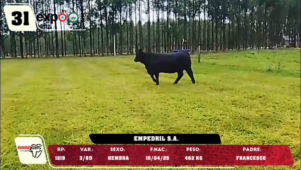 Lote LOTE 31