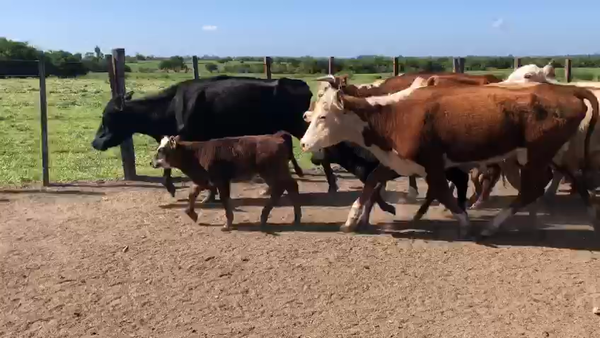 Lote (Vendido)34 Piezas de cría He y XX 400kg -  en Rincon de la Torre