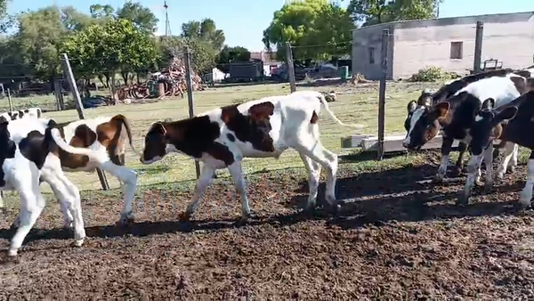 Lote 18 Terneros, San José