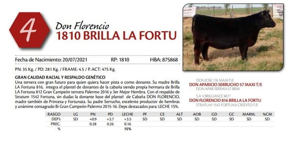 Lote TERNERA