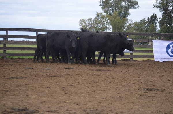 Lote ESTANCIA LA CONCHERA: 10 vaquillas negras MAS p/servicio