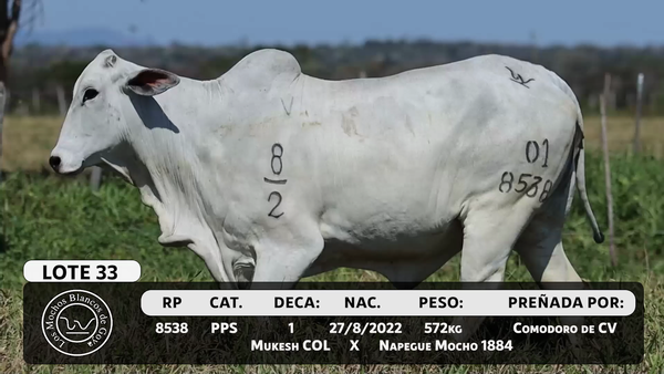 Lote LOTE 33