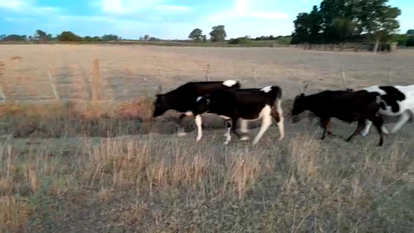 Lote (Vendido)11 Terneros Holando HOLANDO en COSTAS DEL TALA