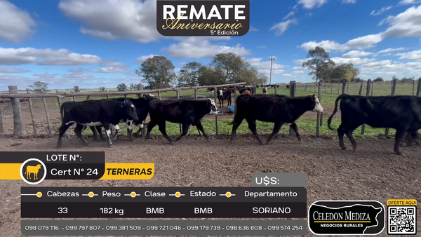 Lote 33 Terneras en Cuchilla del Perdido, Soriano