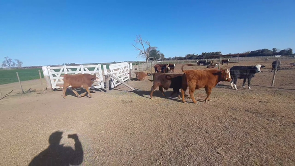 Lote 3 Terneros en Sunchales, Santa Fe