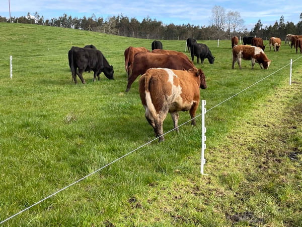 Lote 22 Vaquilla Engorda en X Región Los Lagos, Puerto Varas