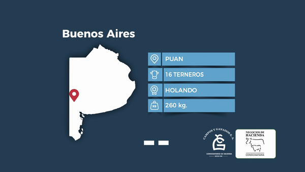 Lote 16 Terneros Holando en Buenos Aires, Puán