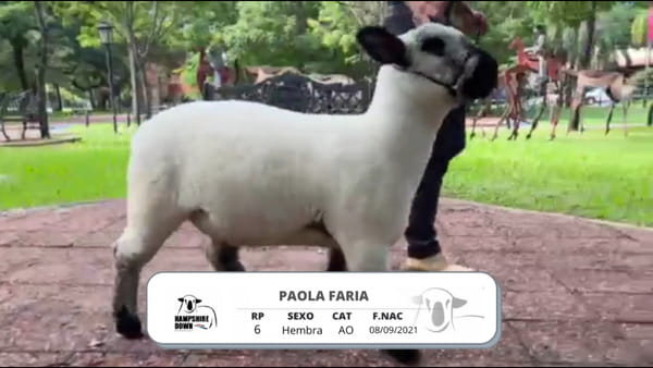 Lote LOTE 1D BOZAL - RP 6