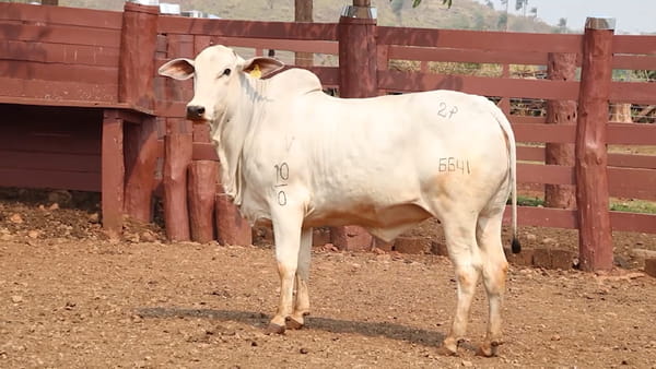 Lote LOTE 7