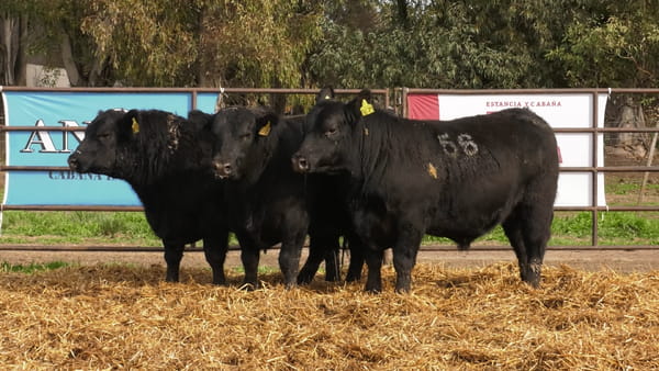 Lote TOROS ANGUS NEGROS PC
