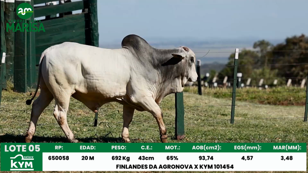 Lote Lote 5
