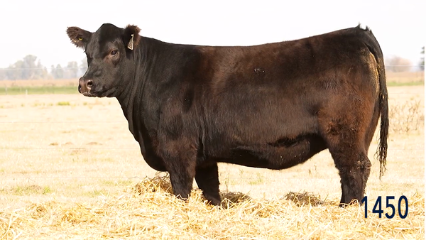 Lote Vaquillona