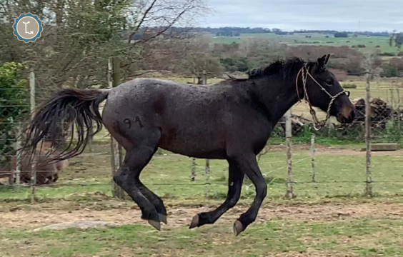 Lote CHEQUERA MOLLES