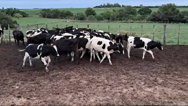 Lote TERNEROS HOLANDO