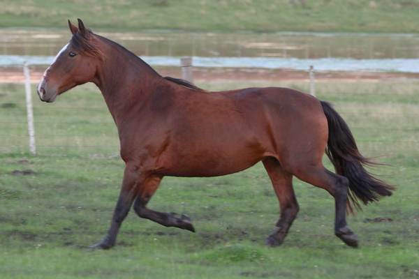 Lote ZARABATANA DA 3J