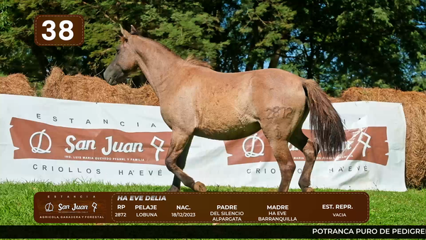Lote LOTE 38