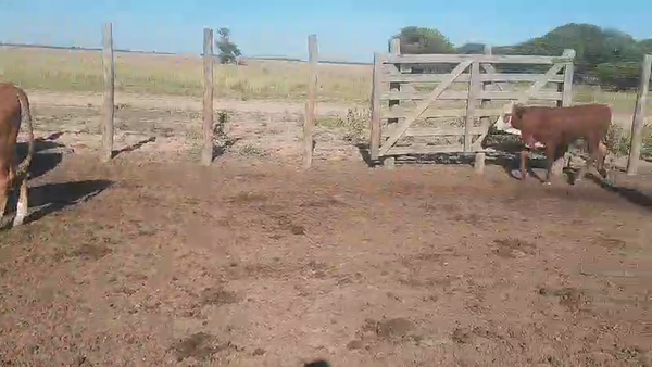 Lote 110 Terneros en Vilelas, Santiago del Estero