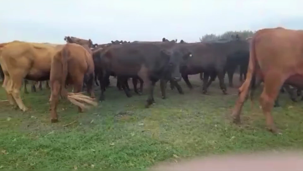 Lote 130 TERNS. HEMBRAS, 25 DE MAYO, PCIA. DE BS. AS.