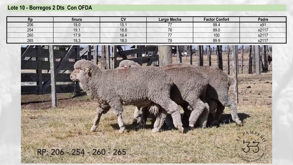 Lote Lote 10 - EL PAMPERO