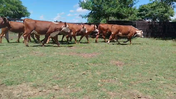 Lote 20 Vaquillonas preñadas