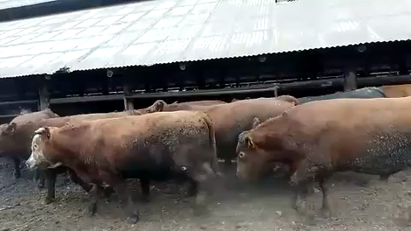 Lote 45 Novillo Gordo en Chillán, XVI Región Ñuble