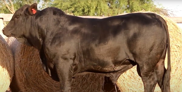 Lote TOROS DE 2 AÑOS