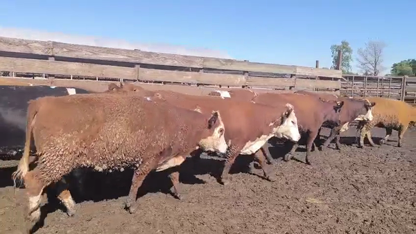 Lote 20 Vaquilla Gorda en Los Ángeles, VIII Región Biobío