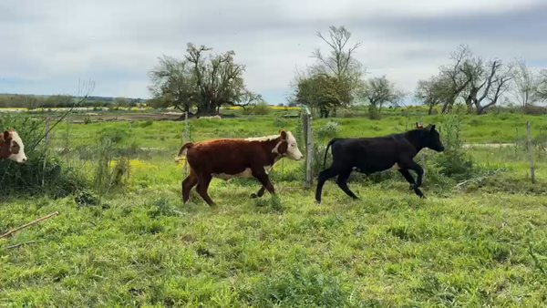 Lote TERNEROS