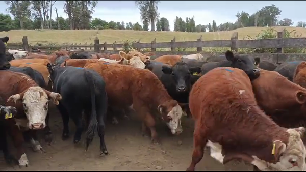 Lote 50 Novillo Engorda en Osorno, X Región Los Lagos