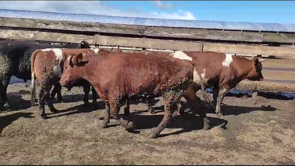 Lote 20 Novillo Gordo en Los Ángeles, VIII Región Biobío