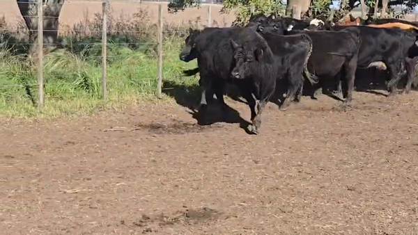 Lote 28 Vacas nuevas C/ gtia de preñez