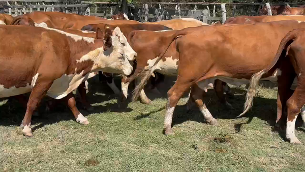 Lote 32 Vacas de invernar en Guardamonte, Entre Ríos