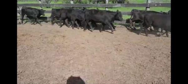 Lote 43 Terneros/as en Villaguay, Entre Ríos