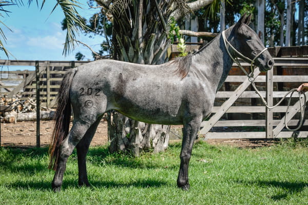 Lote PENA LA CALAVERA