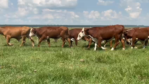 Lote 82 Novillitos en Corrientes, Esquina