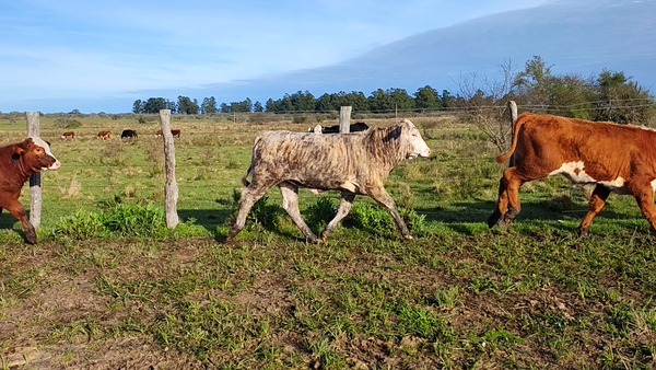 Lote 12 Terneros/as en Corrientes, Curuzu Cuatia