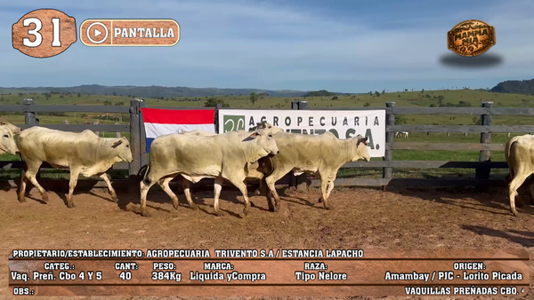 Lote LOTE 31 - POR PANTALLA